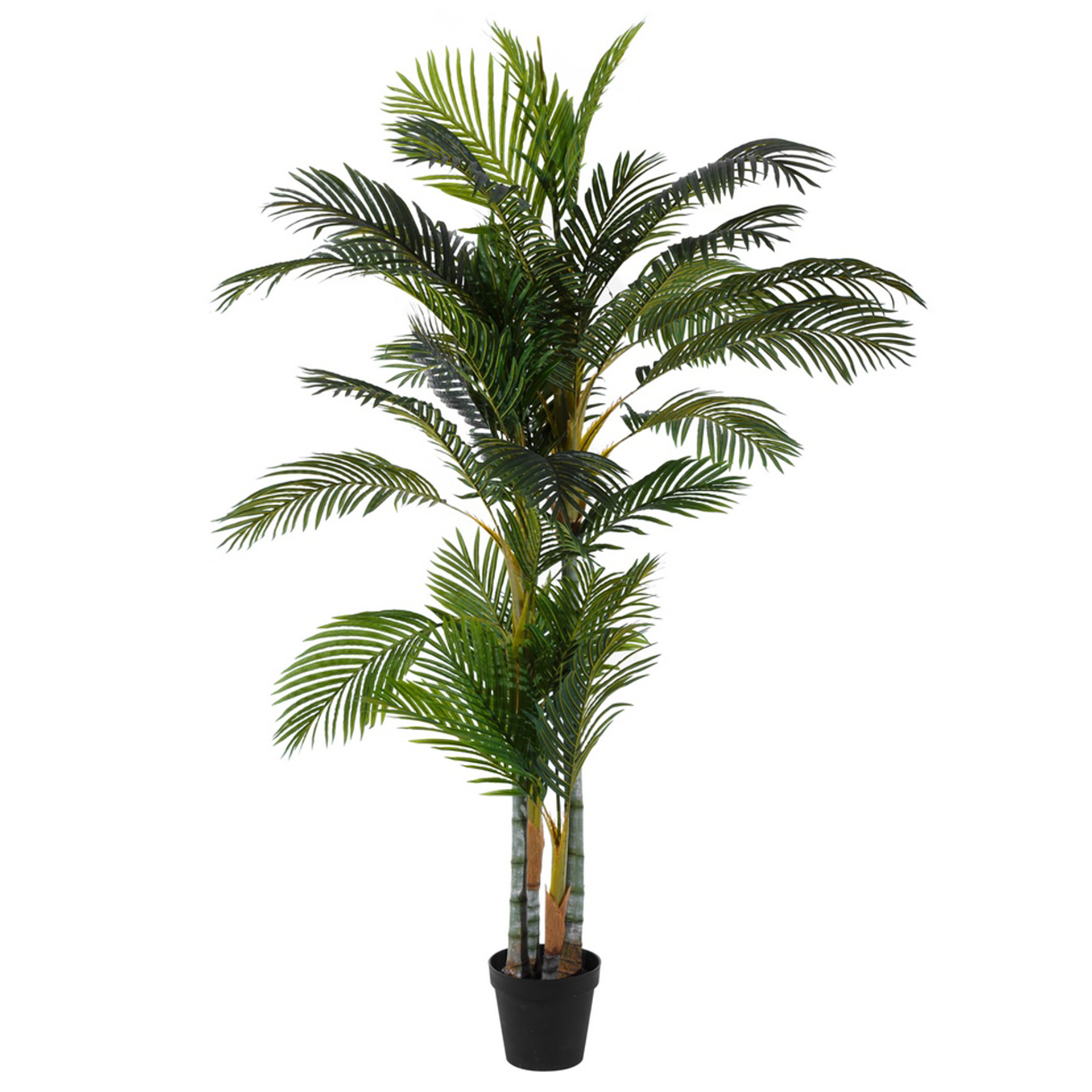 PLANTA PALM