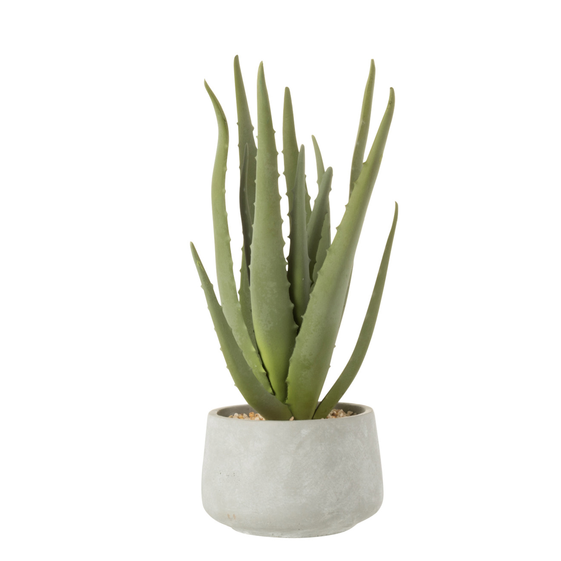 PLANTA ALOE VERA